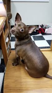 Deer head chihuahuas are fun loving, energetic, affectionate, and will be very loyal to their owners. Dog For Adoption Max A Miniature Pinscher Chihuahua Mix In Chicago Il Petfinder