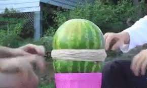 I was hoping in the face but whatever, i'll settle for the last one. Rubber Band Watermelon Explode Gif Find On Gifer