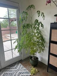 Tucson Backyard Gardening