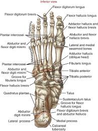 Ankle And Foot Clinical Gate