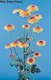 Button Funray Flower Name Best Flower Wallpaper