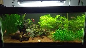 My 50 Gal Betta Sorority Update Bettafish