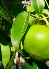 Image result for Kyllinga robinsoniana