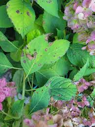 Image result for Cercospora hydrangea