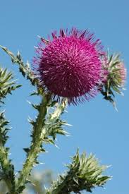 Image result for Carduus