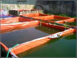 5 Langkah Mudah Cara Ternak Lele Dikolam Terpal Untuk Pemula Www Agrinak Com Kolam Peternakan