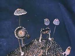 Fungus Definition Characteristics Types Facts Kingdom Fungi Fungi Flower Art