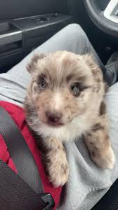 My baby Beau at 9 weeks vs 5 months 🥰 such a distinguished gentlemen