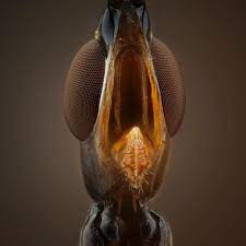 صوره لوجه احدى انواع الذباب من اللي حصلناها في الغابه الماليزيه وهي من عائله micropizedae ذات الاقدام الطويله bug collection edison light bulbs creatures