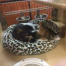 Petsmart Pet Store In Garden Grove