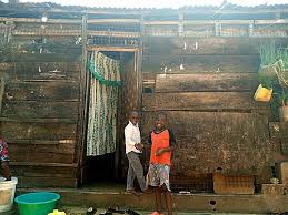 Image result for Tephrosia tanganicensis