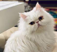 Epiphora In Cats, Aka Cat Tear Stains