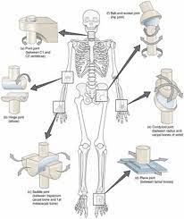 The Six Types Of Synovial Joints Examples Definition Video Lesson Transcript Study Com Human Joints Joints Anatomy Synovial Joint