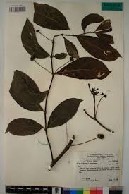 Image result for Morinda lucida