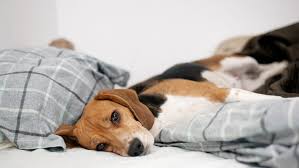 We did not find results for: How To Calmly Handle Your Pup Throwing Up And Make It Stop