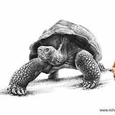 Quite Possibly The S L O W E S T Model I Ve Ever Had To Draw Tortoise Pencil Drawing Art Instaart Picture Pic Reptile Artist Tortoise Animals