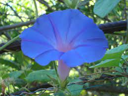 Blue Beauty Morning Glory Flower Beauty Beautiful Gardens Flower Meanings