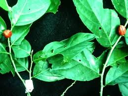 Image result for Rinorea brachypetala