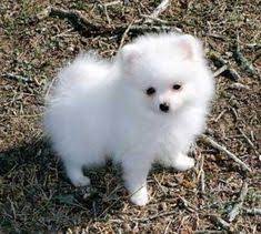 Puppyarea.com has been visited by 100k+ users in the past month 15 Pomeranian Ideas Pomeranian Dogs Animals