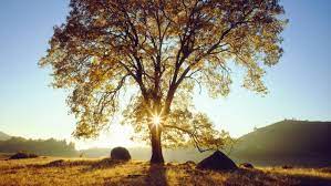 Order your kit today so you can feel like yourself. Der Mensch Und Die Natur Das Prinzip Der Gegenseitigkeit Archiv