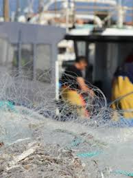 Marche Aux Poissons Et Crustaces Des Saintes Maries De La Mer Sainte Marie La Mer Poisson
