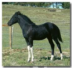 Black And White Paint Horses For Sale In Texas Texas Ice Flashy Black White Friesian Cross For Sale Black Horses Pretty Horses Horses