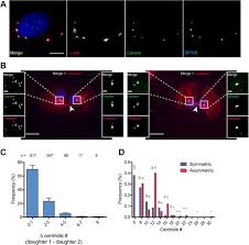 Check spelling or type a new query. Growth Disadvantage Associated With Centrosome Amplification Drives Population Level Centriole Number Homeostasis Molecular Biology Of The Cell