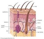 Human skin | Definition, Layers, Types, & Facts | Britannica
