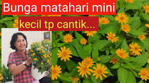 Bunga matahari mini (sunspot flowers) | umur 30hst keluar bakal bunga. Bunga Matahari Mini Atau Kolget Youtube