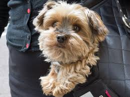 Emotional Support Animals Vs Service Dogs Modern Dog Magazine Dog Magazine Emotional Support Animal