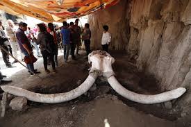 Then, they vanished along with most other megafauna. Woolly Mammoth Bones Found In Mexico Shed Light On Hunting Ritual