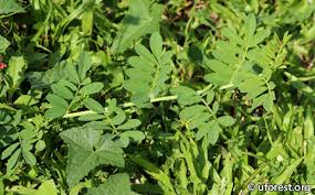 Image result for Indigofera kirkii