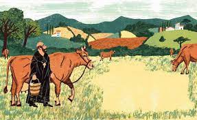 how one parmigano saved an ancient breed of cattle breeds cattle herding