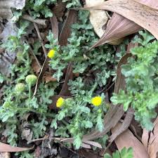 Image result for Grangea maderaspatana