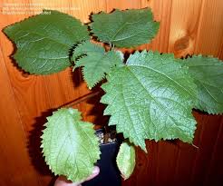 Image result for Girardinia diversifolia