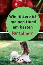 Durfen Hunde Kirschen Essen Dogco De Hunde Ernahrung Hundeernahrung Hunde