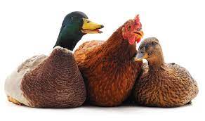 7 Tips For Raising Ducks With Chickens Chickens And More