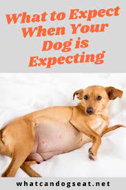 We did not find results for: What To Expect When Your Dog Is Expecting Newpuppy Pregnant Dog Dog Birth Dogs