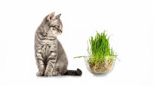 L Herbe A Chat Tout Savoir Sur Ses Effets Magazine Zooplus