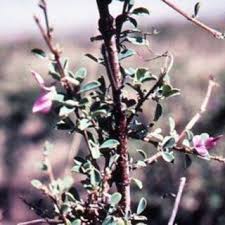 Image result for Bidens burundiensis