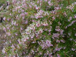 Image result for Grevillea