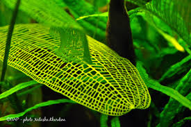 Image result for Aponogeton rehmannii