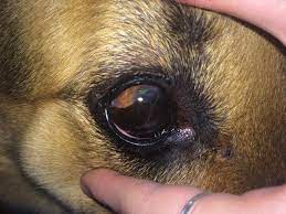 Good Day I Own A German Shepherd Dog And She Has A Disease Called Pannus Her Eyes Are In A Bad Shape We Started A Treatment With Petcoach