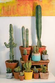 I used to have outdoor cats, who had cat houses in our garage and were free to roam as they pleased. Awesome And Heart Winning Cactus Plants Are Awesome Enough To Make Your Space Mo House Plants Cactus Plants Cactus Plants