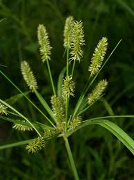 Image result for Cyperus cyperoides
