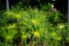 Image result for Cyperus papyrus
