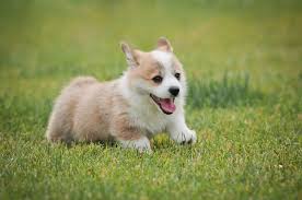 Got professional pictures of me and my puppy, biscuit. How To Prepare For A Pembroke Welsh Corgi Puppy Dog Ownership Wag
