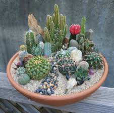 Cactus Garden Mini Cactus Garden Cactus House Plants Plants