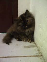 Info lgkap chat lgsg ya. Jual Kucing Persia Exotic Shorthair Olx Pilihlah C