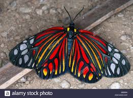 Black And White Spotted Moth Uk Harlequin Moth A Rare And Colourful Day Flying Moth Spotted Only Colorful Moths Moth Moth Art